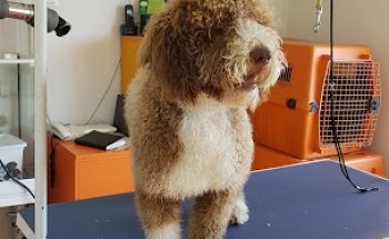 Consultorio Veterinario