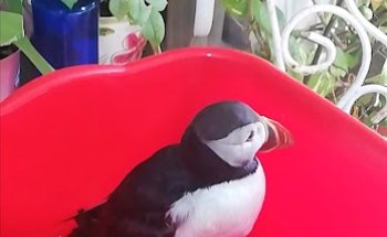 Centro de Recuperación de Especies Amenazadas CREA Dunas de San Antón