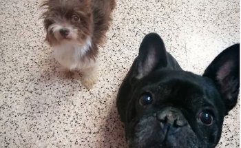 Clinica Veterinaria Elda Vicente Burgos