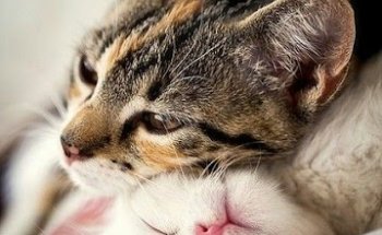 Clínica Veterinaria Avenida