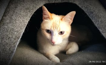 Clínica Veterinaria Amazonia