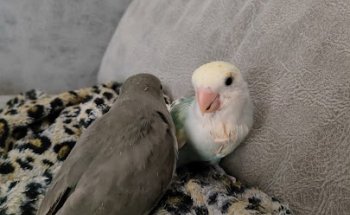 Clínica Veterinaria Parque Central