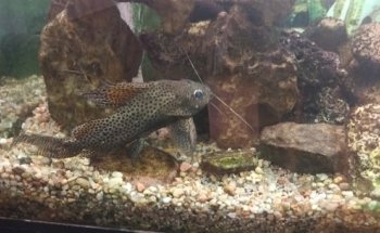 Centro Veterinario Blue Bird