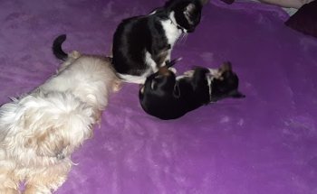 Clínica Veterinaria Aura