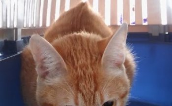 Clinica Veterinaria La Pantera Rosa