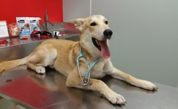 Hospital Clínico Veterinario Ultramar 24h