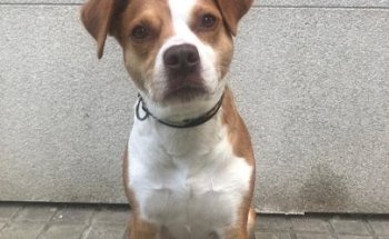 Clínica Veterinaria Inferniño