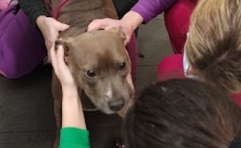 CLINICA VETERINARIA SOMAZA PEREZ SLP