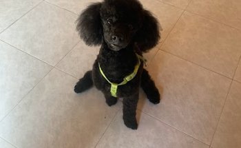 Anoa Centro Veterinario SLP