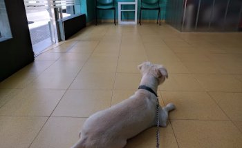 Clínica Veterinaria Asís