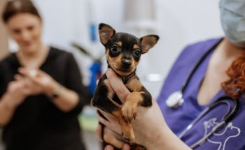 Clínica Veterinaria Gat i Gos