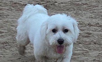 Centro Veterinario Pallarés