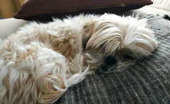 Clinica Veterinaria Germanias