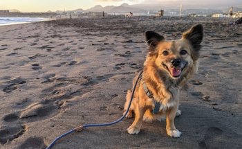 Centro Veterinario Los Llanos
