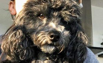 Clínica Veterinaría San Antonio