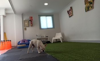 FINA CARDONA FISIOTERAPIA Y REHABILITACIÓN VETERINARIA