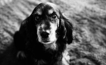 Clínica Veterinaria Txingudi