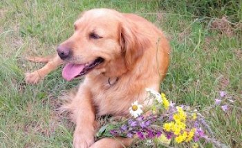 Clínica Veterinaria MuxkiIda AIbaitari KIinika