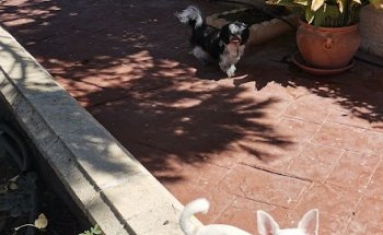 Clinica Veterinaria las Rozas