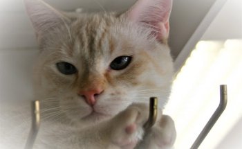 CLÍNICA VETERINARIA BUTRAGUEÑO