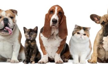 Clínica Veterinaria El Burgo de Las Rozas