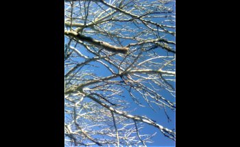 Clínica Veterinaria Las Rozas GAIA