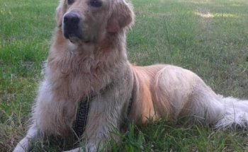 Medivet Európolis Las Rozas