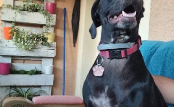 IVET CLINICA VETERINARIA LAS ROZAS