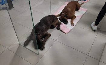 Policlínica Veterinaria 