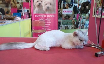 Clínica Veterinaria San Patricio