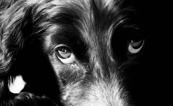 CLÍNICA VETERINARIA ÓVALO