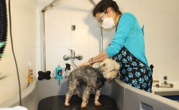 AnimalClinic Veterinario