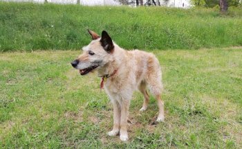 Centre Veterinari Plaça Catalunya
