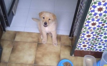 Clinica Veterinaria Tu Mascota