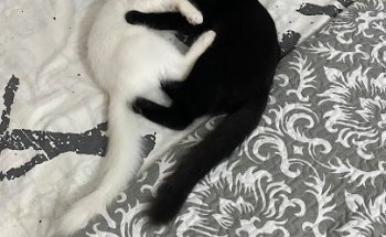 Clinica Veterinaria Mascotas Mijas