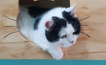 Clínica Veterinaria Animalvet