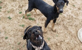 Clínica Veterinaria Tader