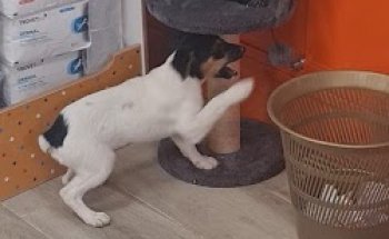 Clinica Veterinaria Zoopark