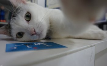 Clínica Veterinaria Vetam