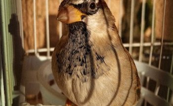 Clínica Veterinaria PLUMAS