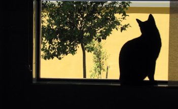 Clinica Veterinaria Taoro