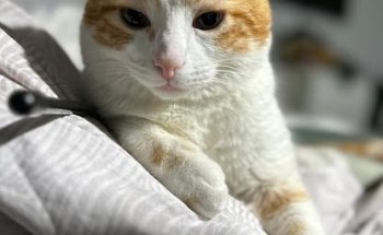 Clínica Veterinaria Docat