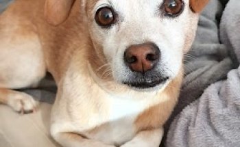 Clinica Veterinaria la torre