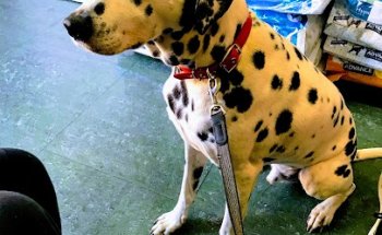 Centro Veterinario Green Dog