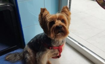 Clínica Veterinaria Ponferrada