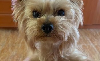 Clínica Veterinaria Europa