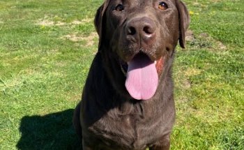 Centro Veterinario El Plantío