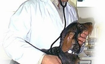 Brindis Clínica Veterinaria