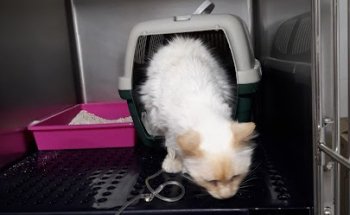 CLINICA VETERINARIA SAMPRON