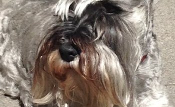 Consulta Veterinaria PetConsult - Pajareria Nieves